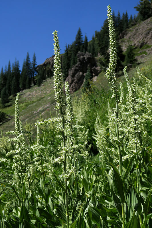 California corn-lily (Veratrum californicum) [Bumpass Hell Trail, Lassen Volcanic National Park, Shasta County, California]