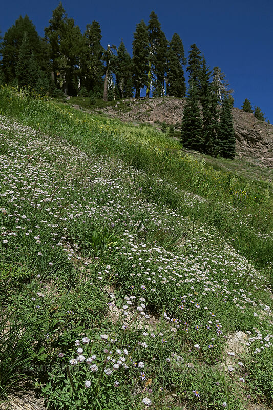 coyote mint & corn lilies (Monardella odoratissima, Veratrum californicum) [Bumpass Hell Trail, Lassen Volcanic National Park, Shasta County, California]
