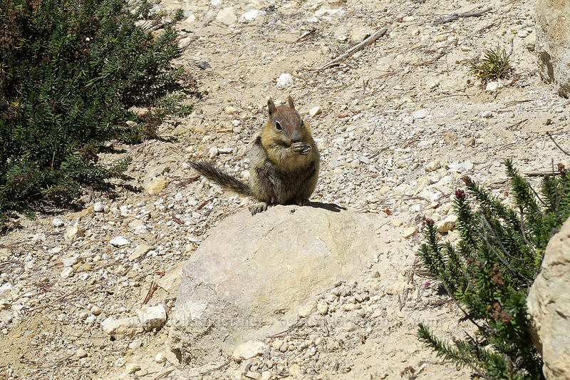 golden-mantled ground squirrel (Callospermophilus lateralis (Spermophilus lateralis)) [Bumpass Hell, Lassen Volcanic National Park, Shasta County, California]