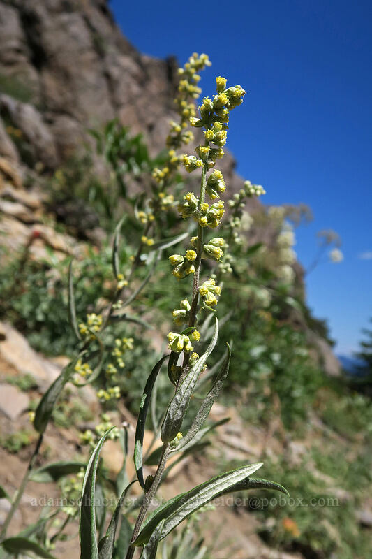 California mugwort (Artemisia douglasiana) [Bumpass Hell Trail, Lassen Volcanic National Park, Shasta County, California]