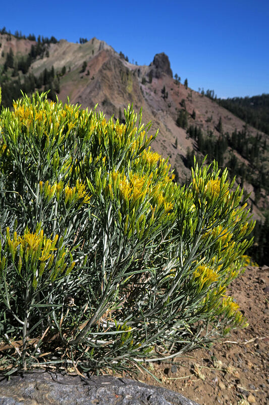 Bloomer's rabbitbrush (Ericameria bloomeri (Haplopappus bloomeri)) [Lassen Peak Highway, Lassen Volcanic National Park, Shasta County, California]