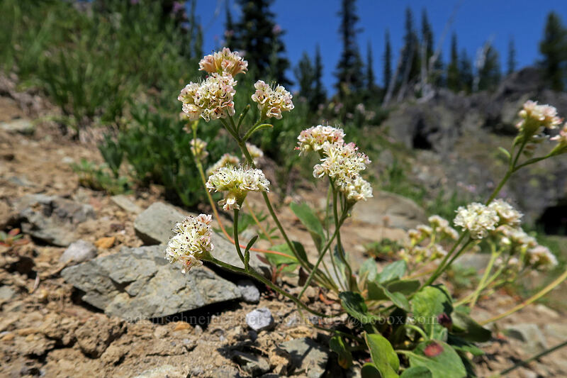 alpine buckwheat (Eriogonum pyrolifolium var. coryphaeum) [below Chinook Peak, Wenatchee National Forest, Pierce County, Washington]