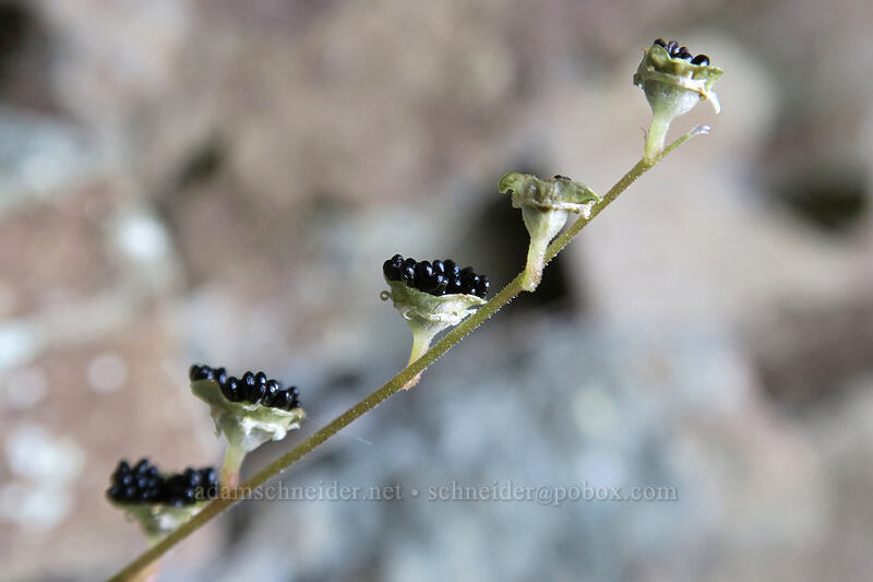 mitrewort seeds (Pectiantia breweri (Mitella breweri)) [Chinook Peak, Wenatchee National Forest, Yakima County, Washington]