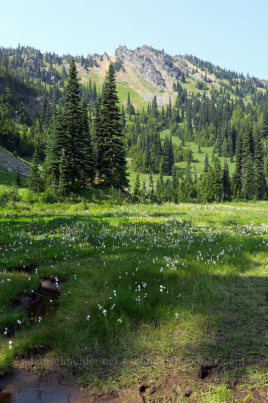 cotton-grass & Chinook Peak (Eriophorum angustifolium) [Sheep Lake, Wenatchee National Forest, Yakima County, Washington]