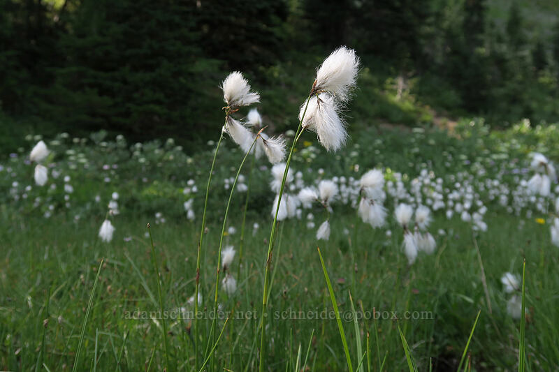 cotton-grass (Eriophorum angustifolium) [Sheep Lake, Wenatchee National Forest, Yakima County, Washington]