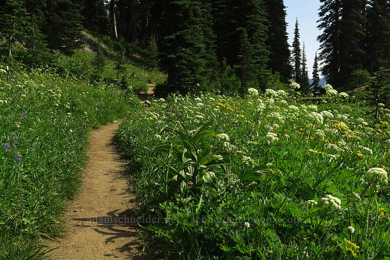 wildflowers [Sheep Lake, Wenatchee National Forest, Yakima County, Washington]