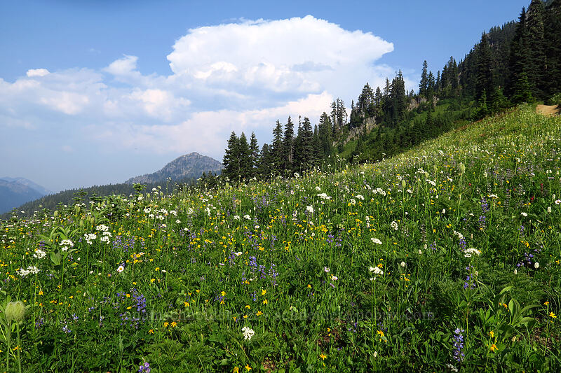wildflowers [Naches Loop Trail, Wenatchee National Forest, Yakima County, Washington]