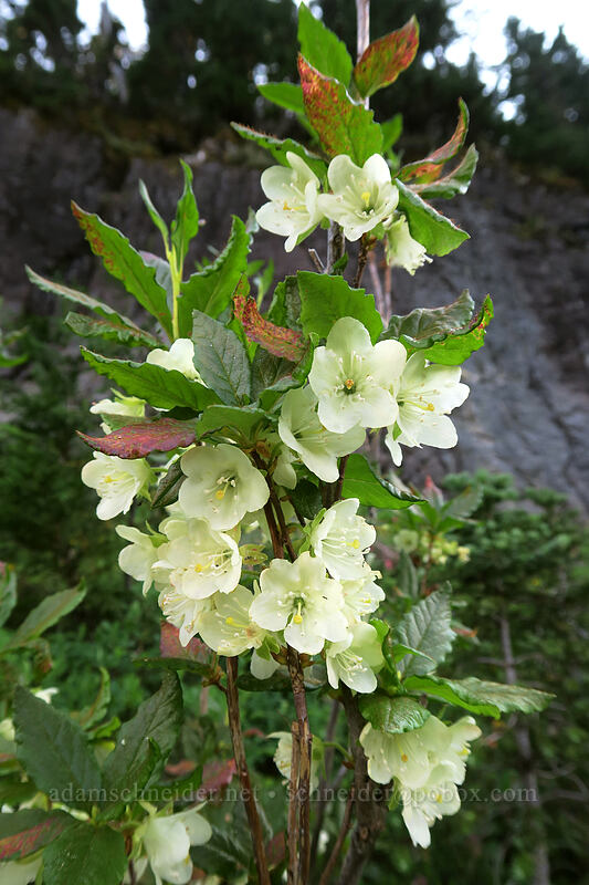 white rhododendron (Rhododendron albiflorum) [Naches Loop Trail, William O. Douglas Wilderness, Yakima County, Washington]