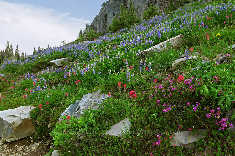 wildflowers [Naches Loop Trail, William O. Douglas Wilderness, Yakima County, Washington]