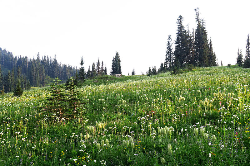 wildflowers [Naches Loop Trail, Mount Rainier National Park, Pierce County, Washington]