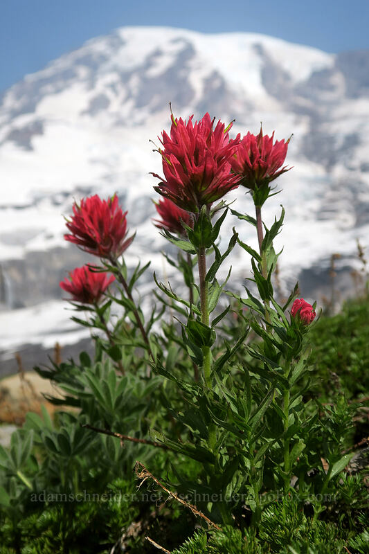 magenta paintbrush (Castilleja parviflora var. oreopola) [Glacier Vista Trail, Mount Rainier National Park, Pierce County, Washington]