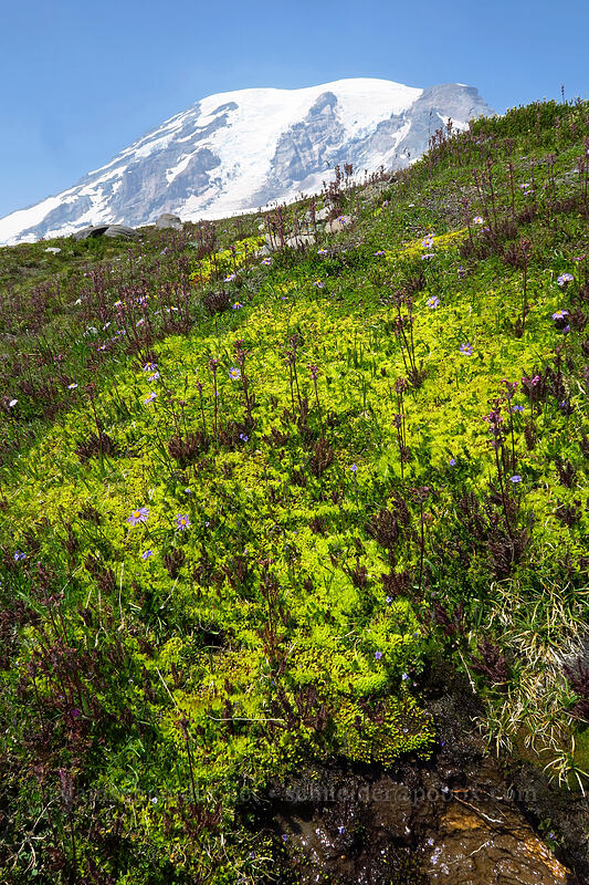 alpine meadow [above Paradise, Mount Rainier National Park, Pierce County, Washington]