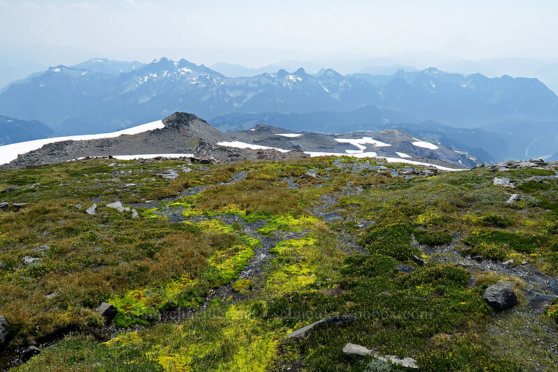 alpine meadow & the Tatoosh Range [above Paradise, Mount Rainier National Park, Pierce County, Washington]
