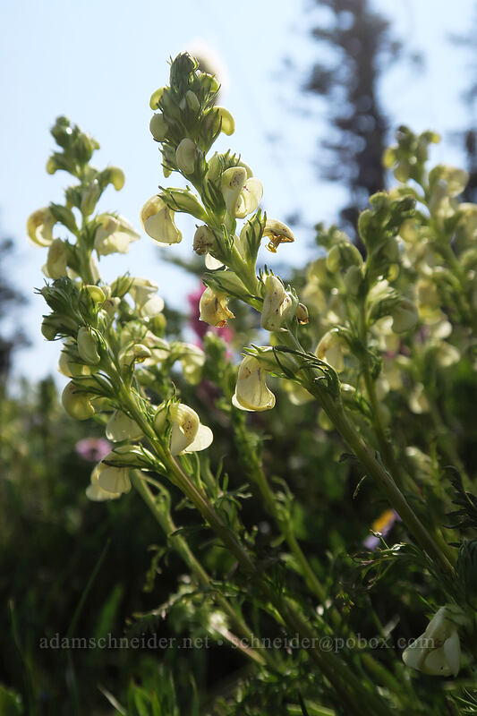 coiled-beak lousewort (Pedicularis contorta) [Skyline Trail, Mount Rainier National Park, Pierce County, Washington]