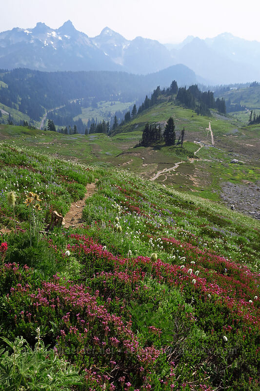 wildflowers [Golden Gate Trail, Mount Rainier National Park, Pierce County, Washington]