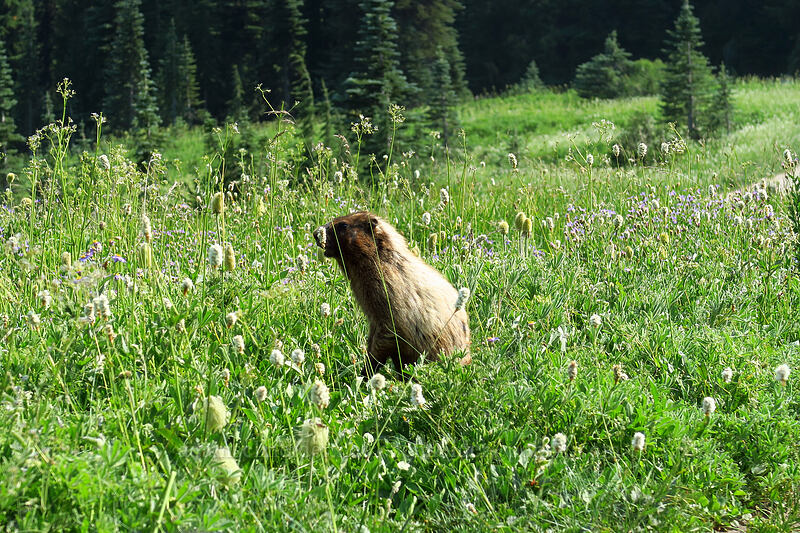 hoary marmot (Marmota caligata) [Golden Gate Trail, Mount Rainier National Park, Pierce County, Washington]