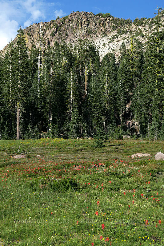 wildflower meadow [Panther Meadow, Shasta-Trinity National Forest, Siskiyou County, California]