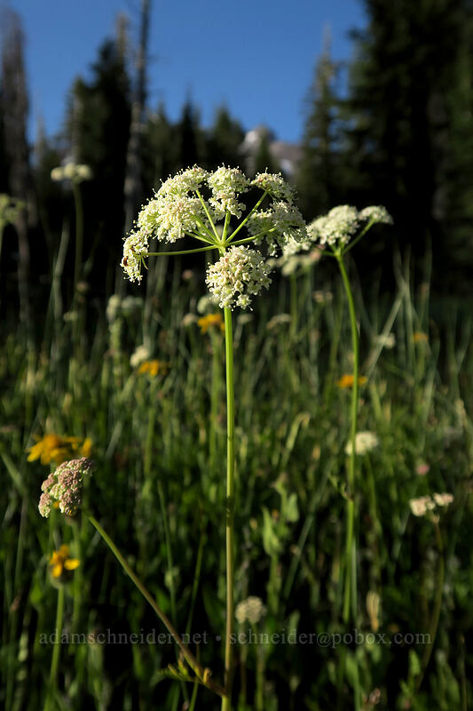 Gray's lovage (Ligusticum grayi) [Panther Meadow, Shasta-Trinity National Forest, Siskiyou County, California]