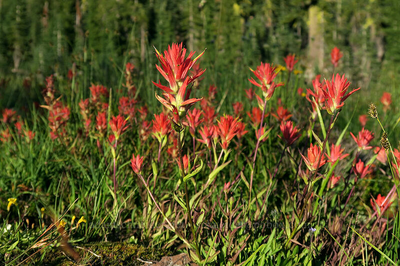 scarlet paintbrush (Castilleja miniata) [Panther Meadow, Shasta-Trinity National Forest, Siskiyou County, California]