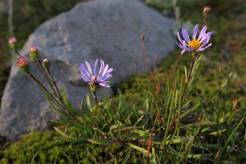 tundra asters (Oreostemma alpigenum var. andersonii (Aster alpigenus)) [Panther Meadow, Shasta-Trinity National Forest, Siskiyou County, California]