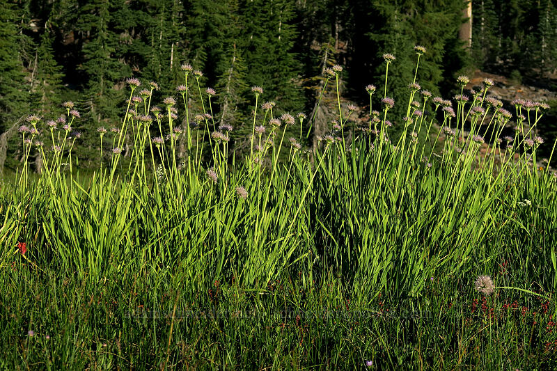 swamp onions (Allium validum) [Panther Meadow, Shasta-Trinity National Forest, Siskiyou County, California]