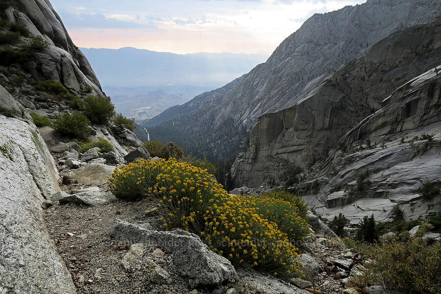rabbitbrush (Ericameria sp.) [Mt. Whitney Mountaineer's Route, John Muir Wilderness, Inyo County, California]