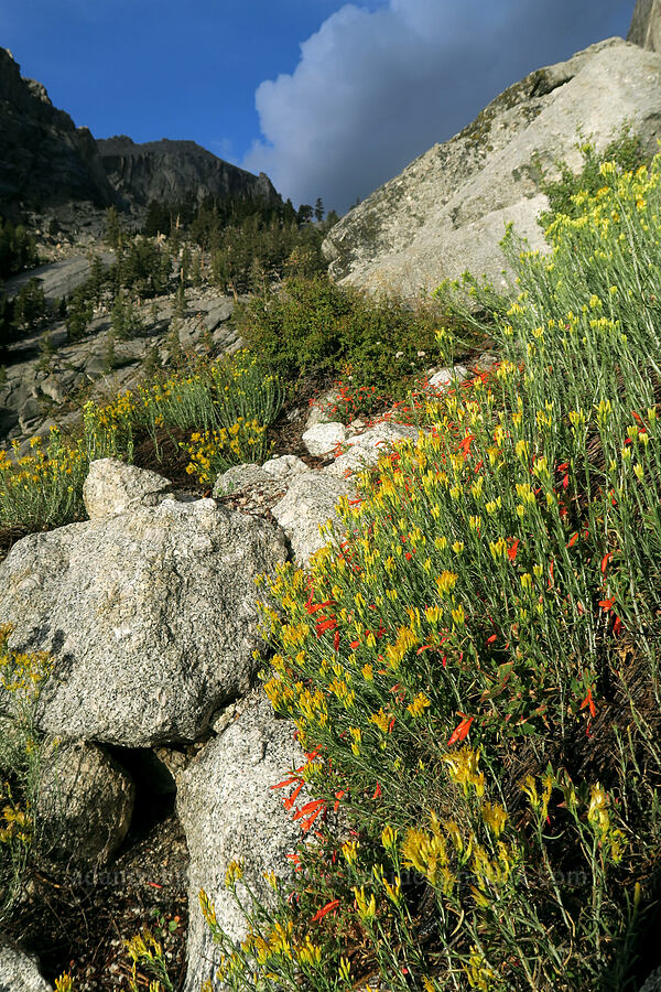 rabbitbrush & beaked penstemon (Ericameria sp., Penstemon rostriflorus) [Mt. Whitney Mountaineer's Route, John Muir Wilderness, Inyo County, California]