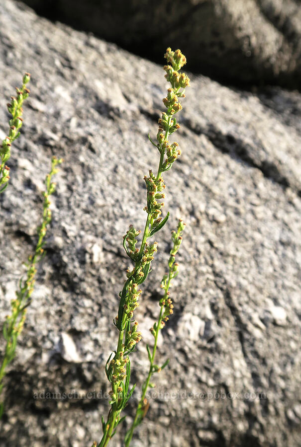 tarragon (dragon-foot wormwood) (Artemisia dracunculus) [Mt. Whitney Mountaineer's Route, John Muir Wilderness, Inyo County, California]