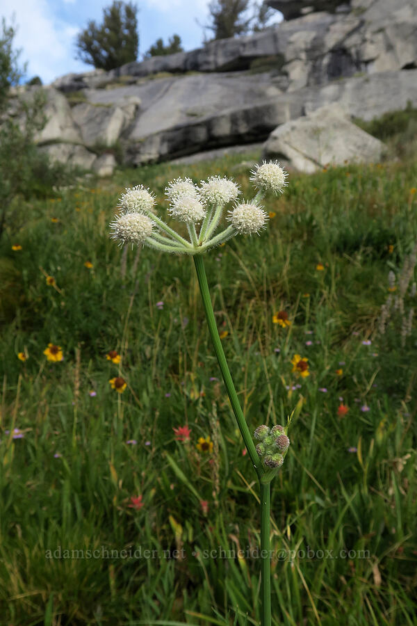 ranger's buttons (woolly-head parsnip) (Sphenosciadium capitellatum) [Mt. Whitney Mountaineer's Route, John Muir Wilderness, Inyo County, California]