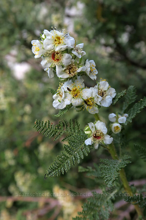 fern-bush (desert-sweet) (Chamaebatiaria millefolium) [Mt. Whitney Mountaineer's Route, John Muir Wilderness, Inyo County, California]