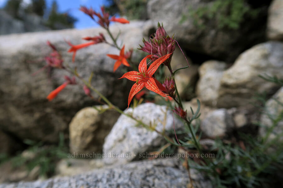 scarlet gilia (Ipomopsis aggregata) [Mt. Whitney Mountaineer's Route, John Muir Wilderness, Inyo County, California]