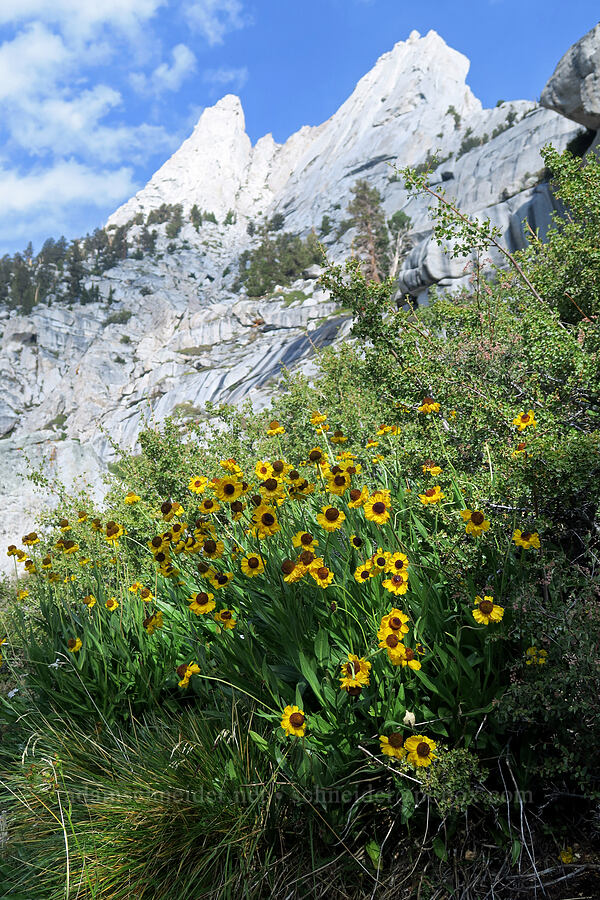 Bigelow's sneezeweed (Helenium bigelovii) [Mt. Whitney Mountaineer's Route, John Muir Wilderness, Inyo County, California]
