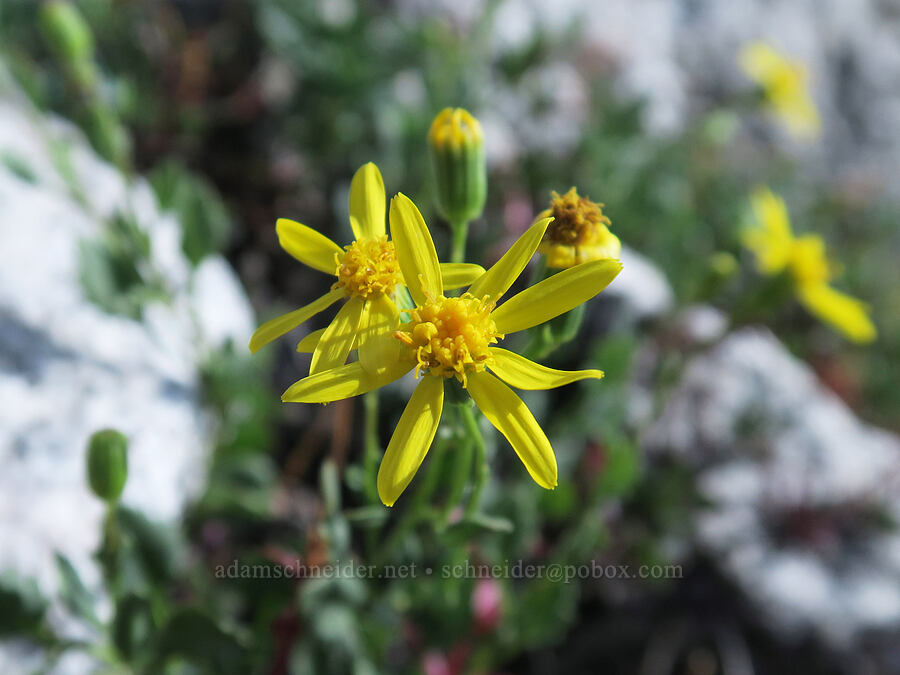 dwarf mountain ragwort (Senecio fremontii) [Mt. Whitney Mountaineer's Route, John Muir Wilderness, Inyo County, California]