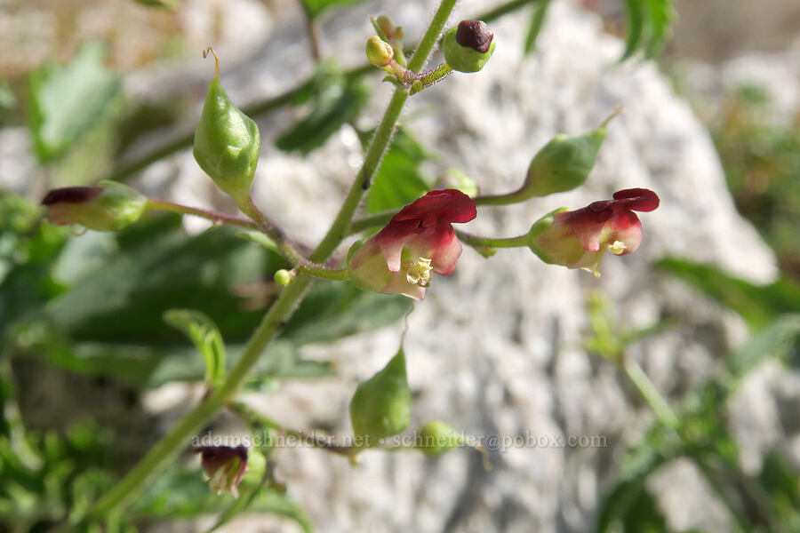 desert figwort (Scrophularia desertorum) [Mt. Whitney Mountaineer's Route, John Muir Wilderness, Inyo County, California]