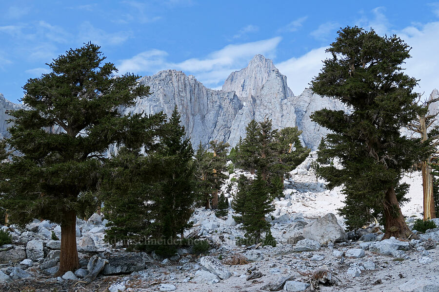 Mount Whitney & evergreen trees [Mt. Whitney Mountaineer's Route, John Muir Wilderness, Inyo County, California]