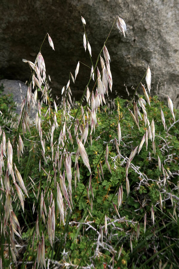 grass flowers [Mt. Whitney Mountaineer's Route, John Muir Wilderness, Inyo County, California]