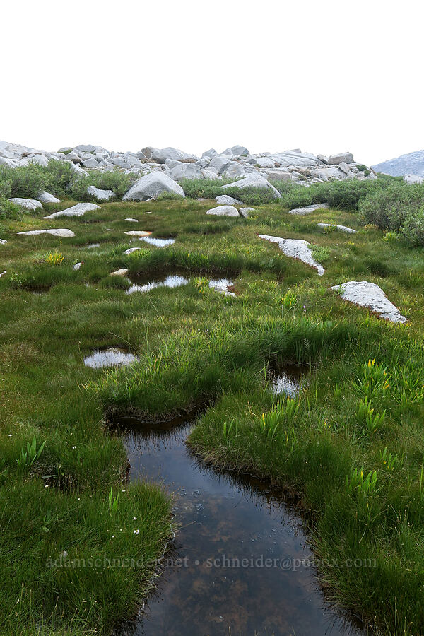 bog at the outlet of Upper Boy Scout Lake [Mt. Whitney Mountaineer's Route, John Muir Wilderness, Inyo County, California]
