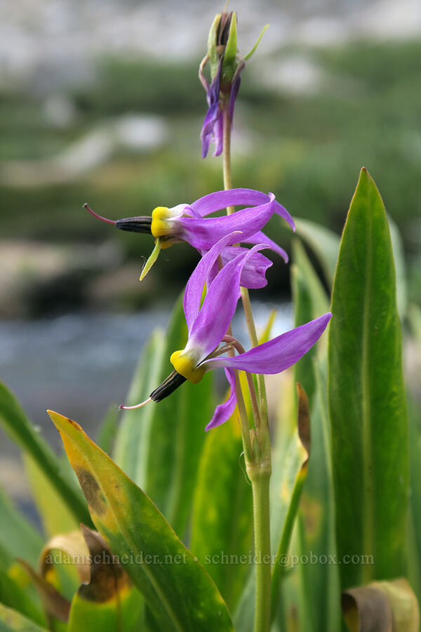 scented shooting stars (Dodecatheon redolens (Primula fragrans)) [Mt. Whitney Mountaineer's Route, John Muir Wilderness, Inyo County, California]