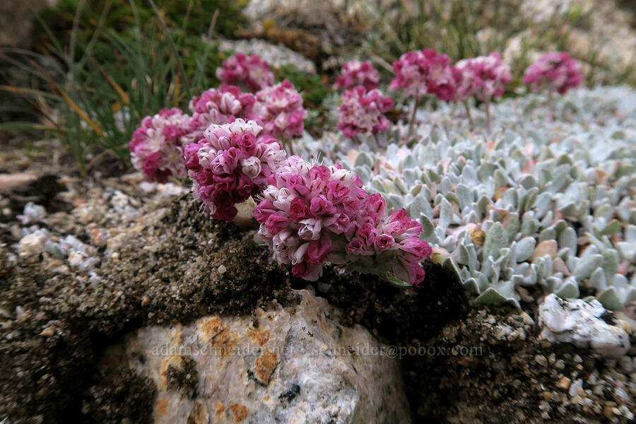 cushion buckwheat (Eriogonum ovalifolium var. nivale) [Mt. Whitney Mountaineer's Route, John Muir Wilderness, Inyo County, California]