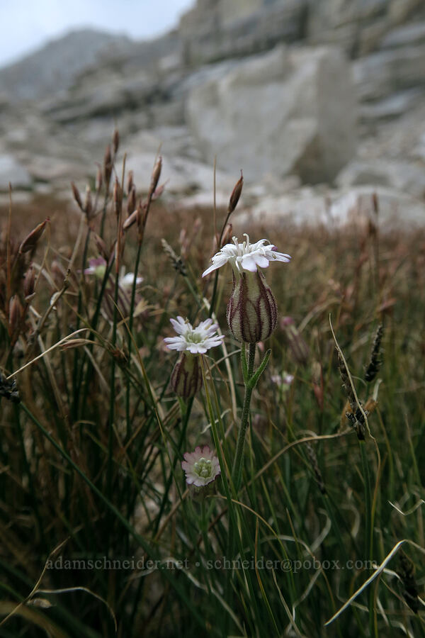 Sargent's catchfly (Silene sargentii) [Mt. Whitney Mountaineer's Route, John Muir Wilderness, Inyo County, California]