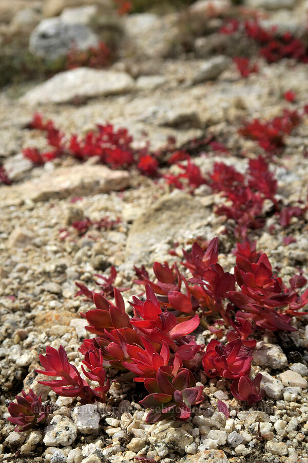 western roseroot (ledge stonecrop) (Rhodiola integrifolia) [Mt. Whitney Mountaineer's Route, John Muir Wilderness, Inyo County, California]