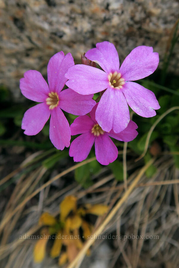 Sierra primrose (Primula suffrutescens) [Mt. Whitney Mountaineer's Route, John Muir Wilderness, Inyo County, California]