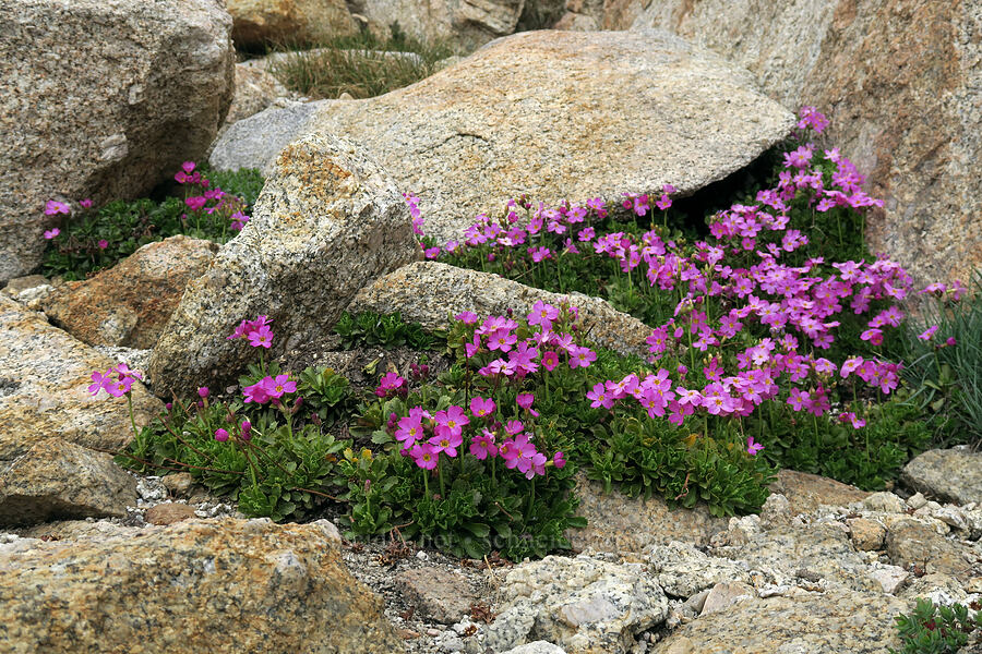 Sierra primrose (Primula suffrutescens) [Mt. Whitney Mountaineer's Route, John Muir Wilderness, Inyo County, California]