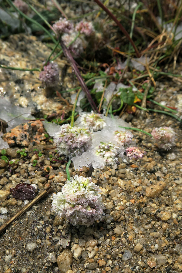 buckwheat flattened by hail (Eriogonum sp.) [Mt. Whitney Mountaineer's Route, John Muir Wilderness, Inyo County, California]