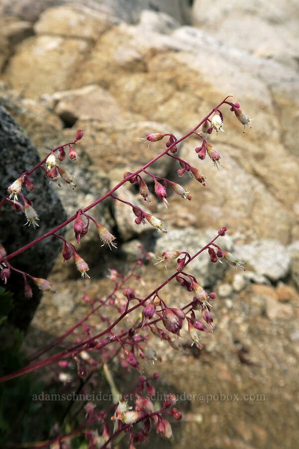 pink alumroot (Heuchera rubescens) [Mt. Whitney Mountaineer's Route, John Muir Wilderness, Inyo County, California]