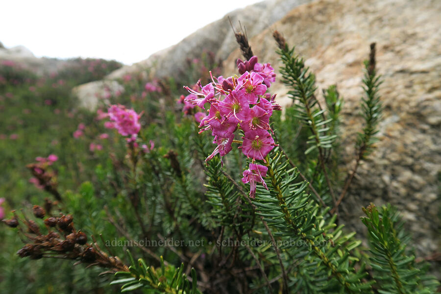Brewer's mountain heather (Phyllodoce breweri) [Mt. Whitney Mountaineer's Route, John Muir Wilderness, Inyo County, California]