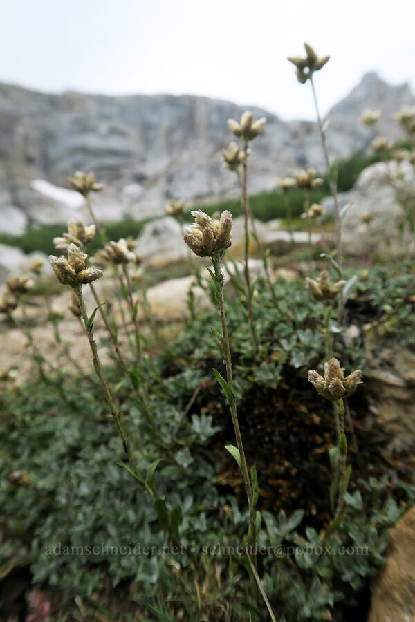 pussy-toes (Antennaria sp.) [Mt. Whitney Mountaineer's Route, John Muir Wilderness, Inyo County, California]