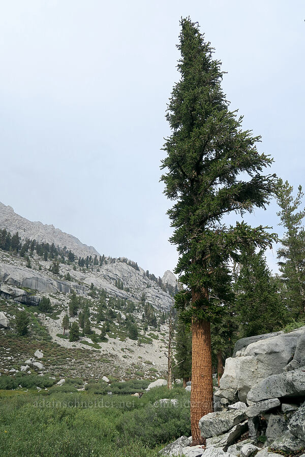foxtail pine tree (Pinus balfouriana) [Mt. Whitney Mountaineer's Route, John Muir Wilderness, Inyo County, California]