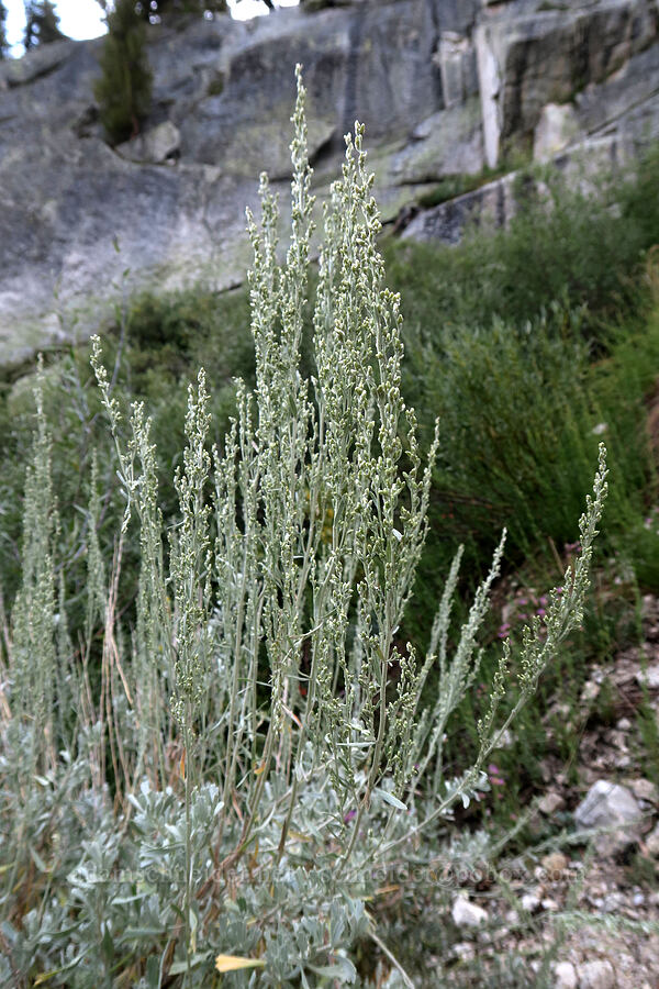 timberline sagebrush (Artemisia rothrockii) [Mt. Whitney Mountaineer's Route, John Muir Wilderness, Inyo County, California]