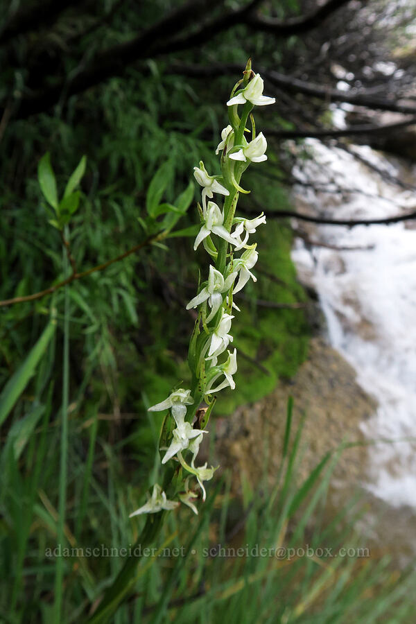 white bog orchid (Platanthera dilatata var. leucostachys (Platanthera leucostachys)) [Mt. Whitney Mountaineer's Route, John Muir Wilderness, Inyo County, California]